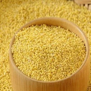 foxtail millet